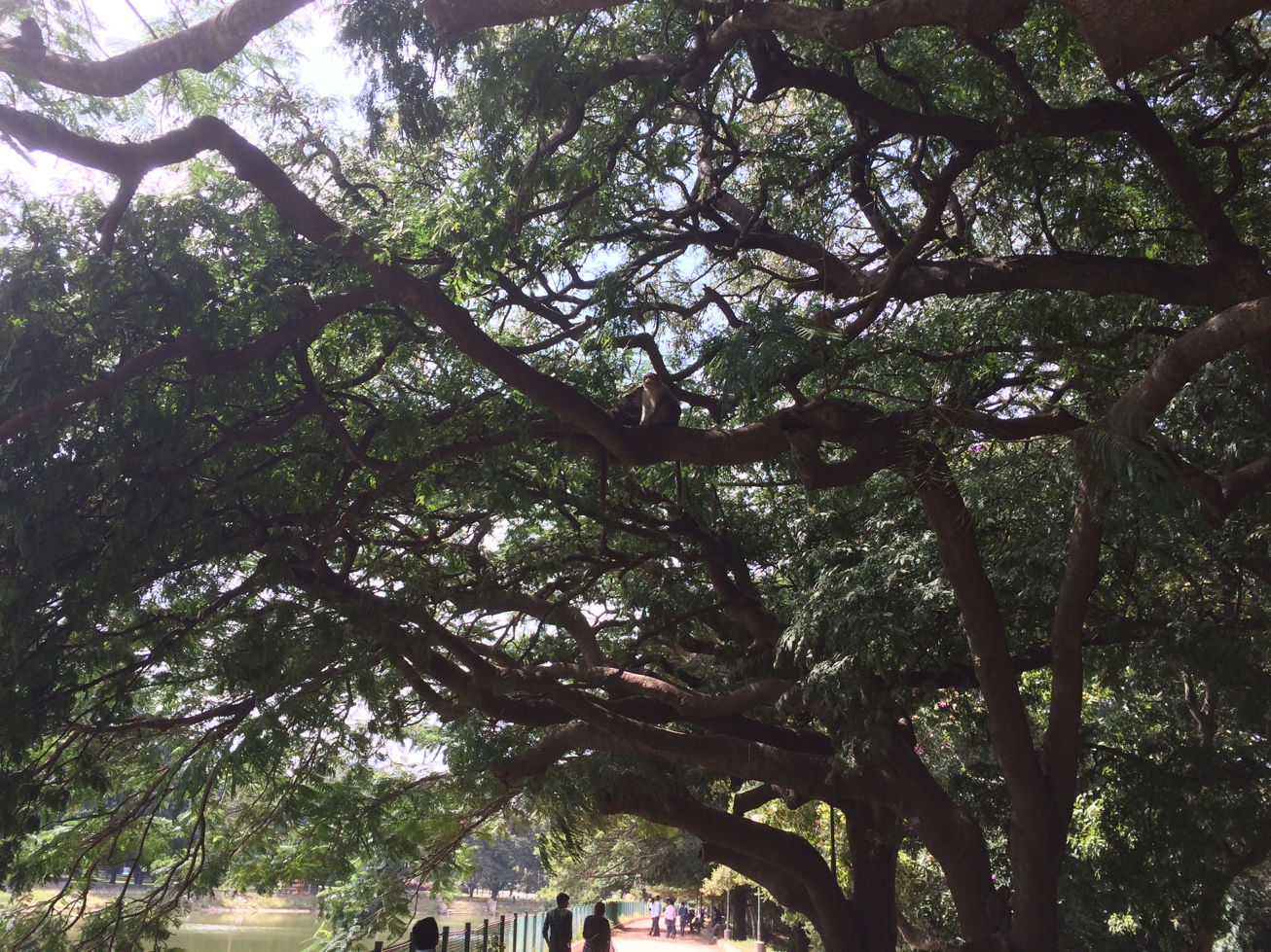 Bangalore, Lal Bagh, monkeys